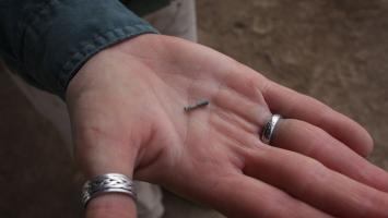 USFWS_Pit_tag